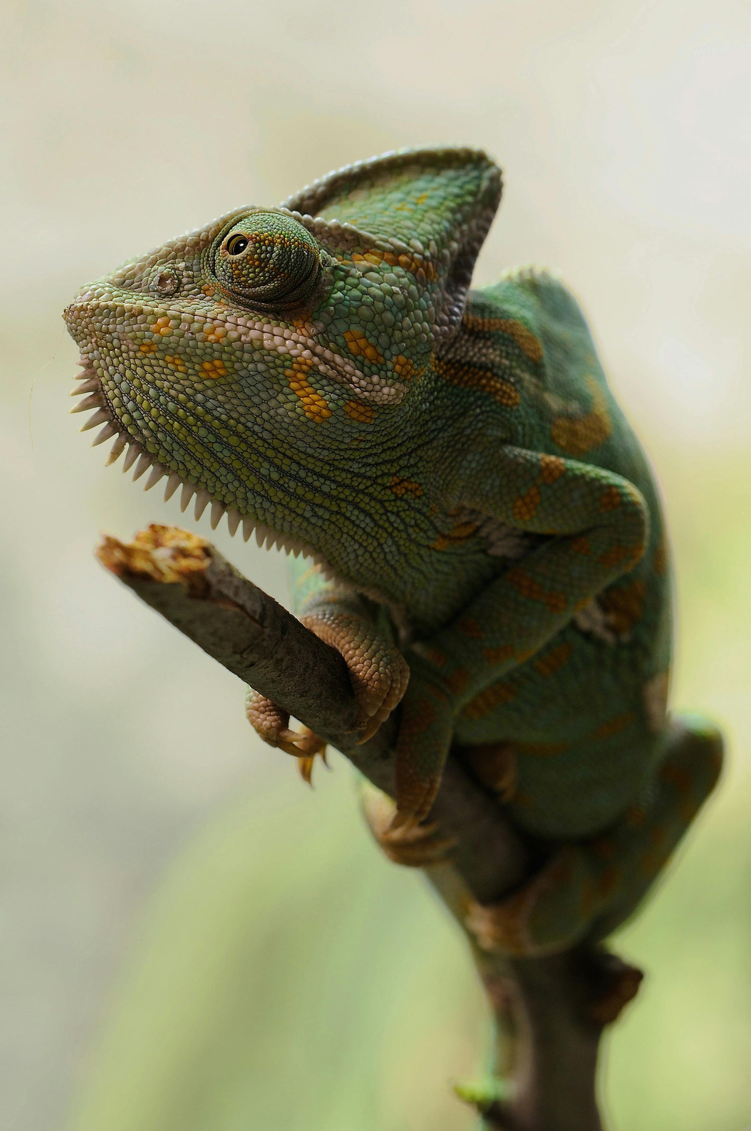 Store_Curiosity_Chameleon